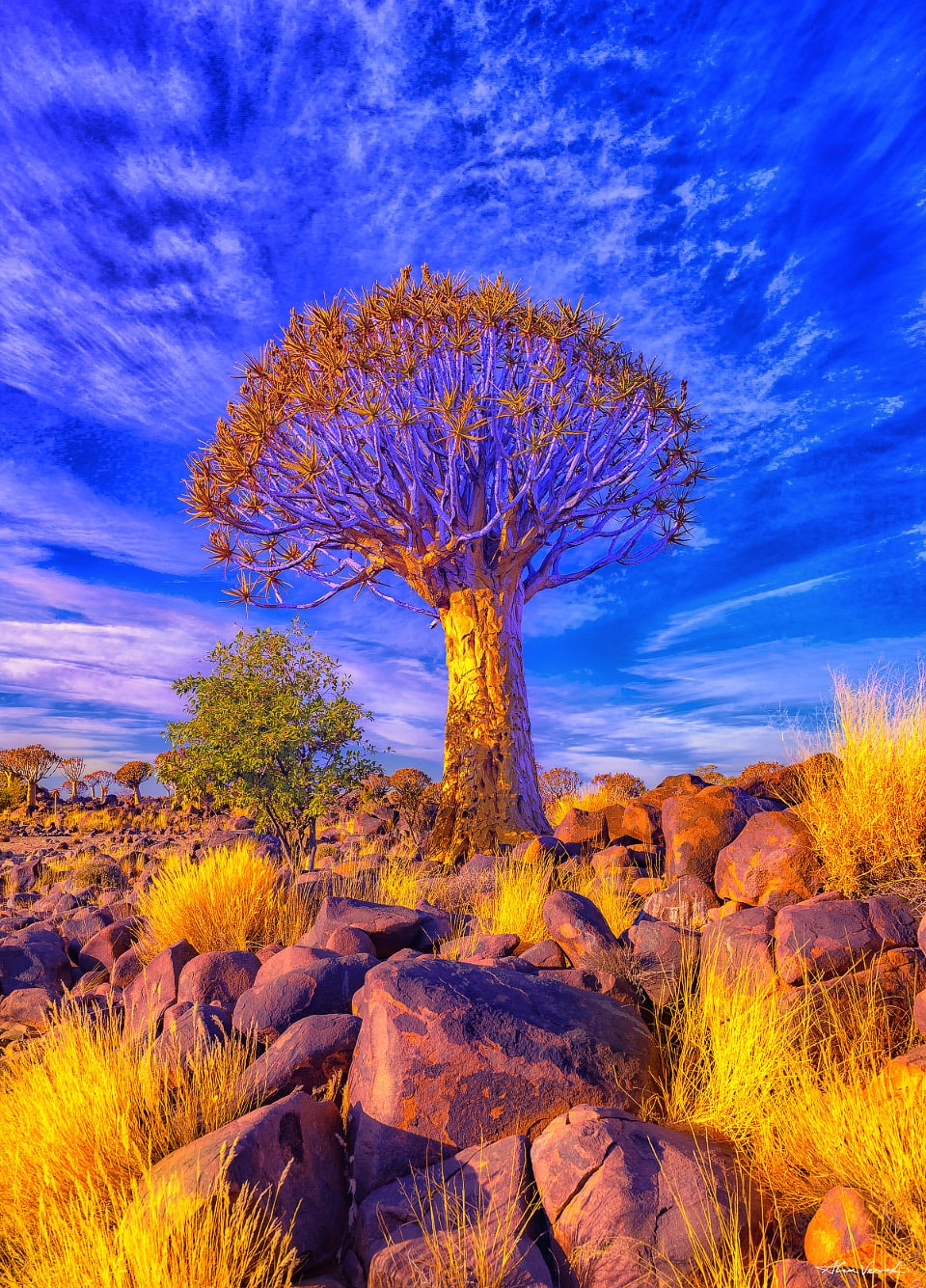 Keetmanshoop trees, Africa, Namibia Large Landscape Picture