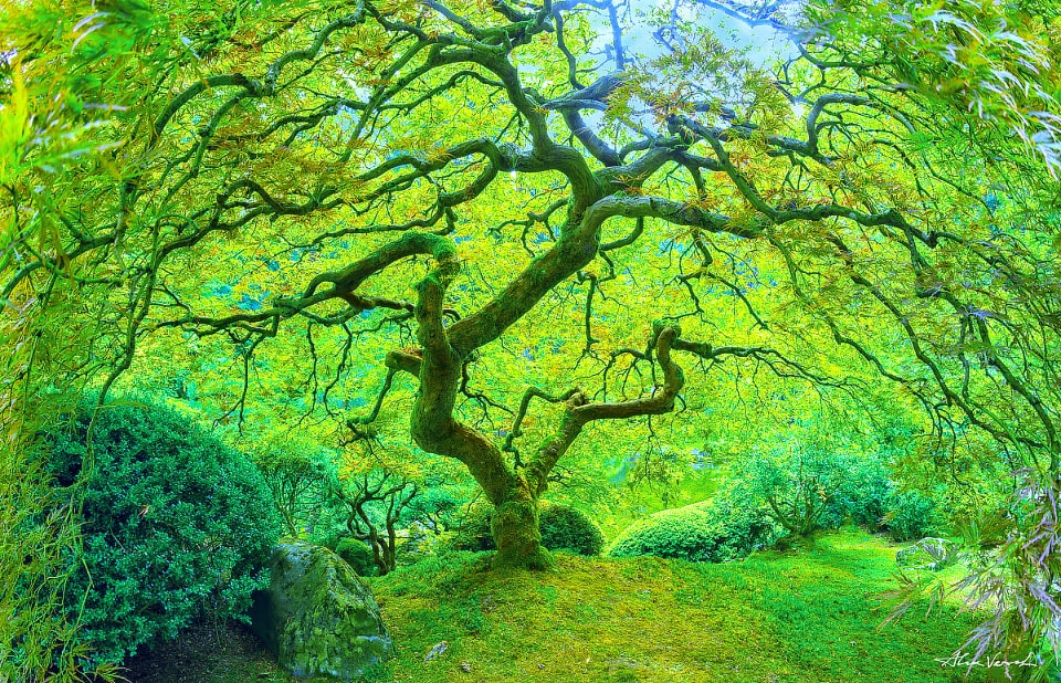 Japanese Maple Tree, Peter Lik tree, The Spiderweb, Oregon Picture