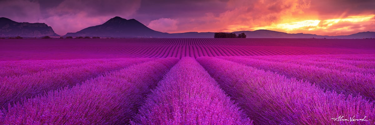 Limited edtion, Fine Art, The Fire And The Waves, Alexander Vershinin, lavander fields, lavander flowers rows, Provence, France photography, photo